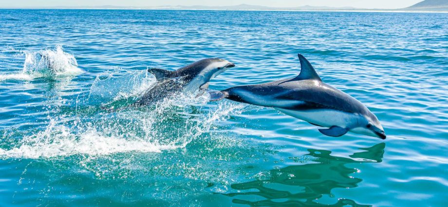 photograph a dolphin